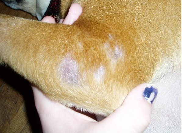 dog's skin