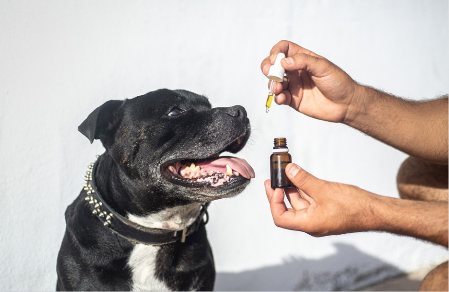 How Hemp Can Benefit Your Dog