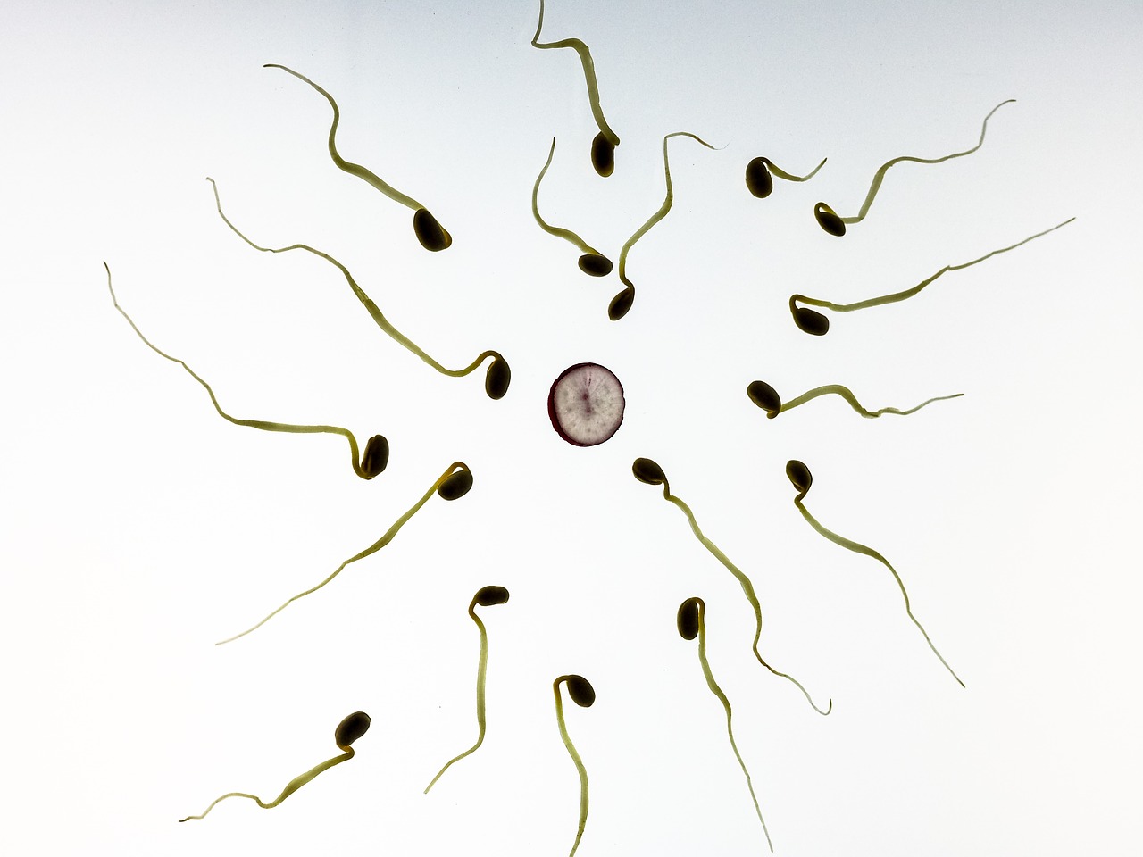 sperms fertilizing 