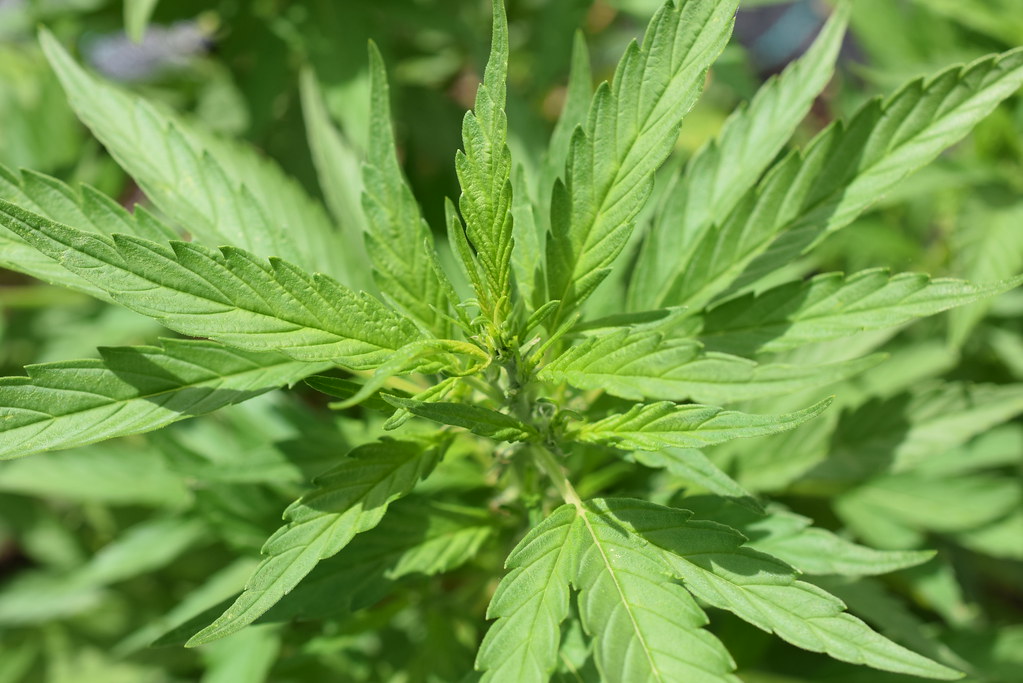 hemp plant