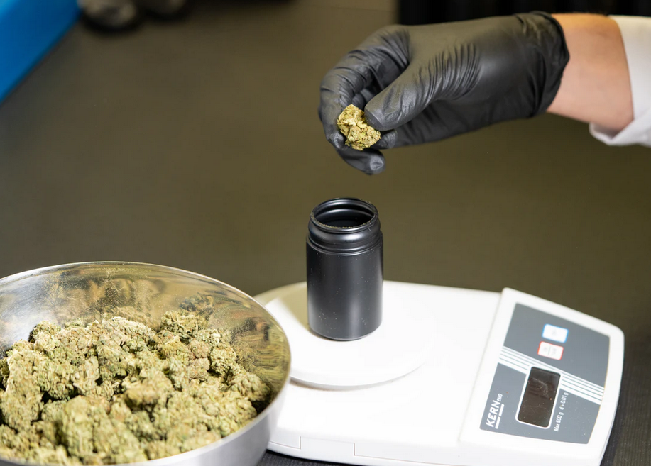 CBD buds